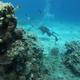 Look at it, just biding its time in the corner of this photo, waiting to strike. The coral, that is. (Photo: Menahem Kahana/AFP/Getty)